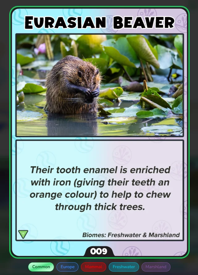 Eurasian Beaver collectible card
