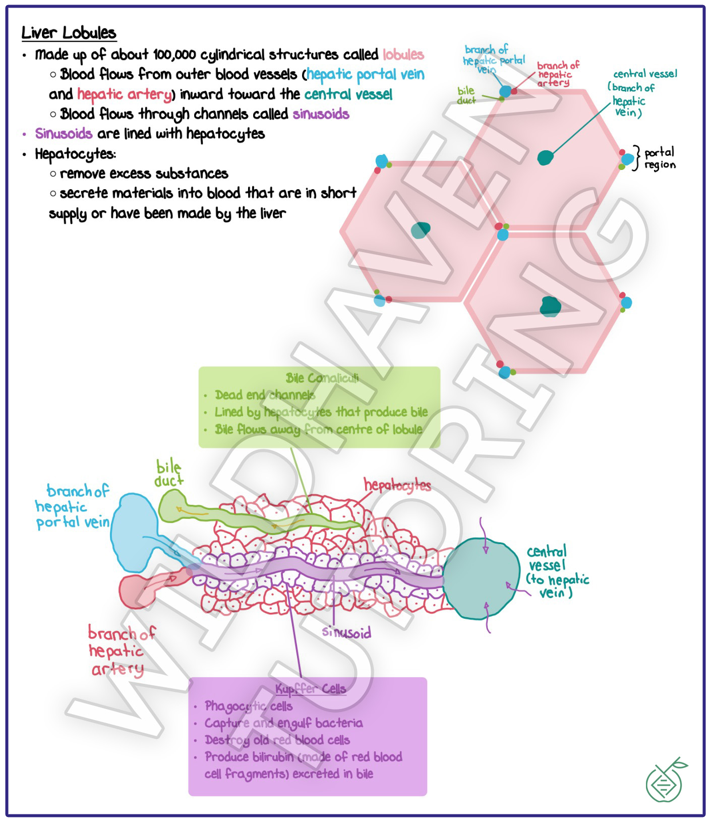 Sample annotated Biology notes